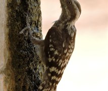 Brown-capped pygmy woodpecker.