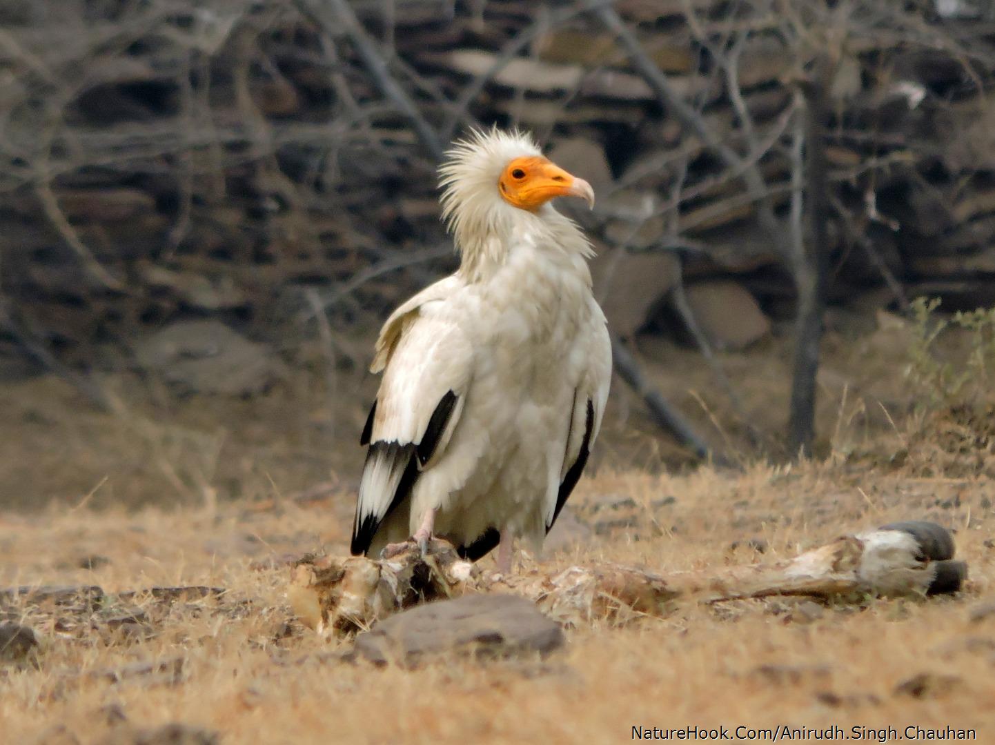 Egyptian Vulture