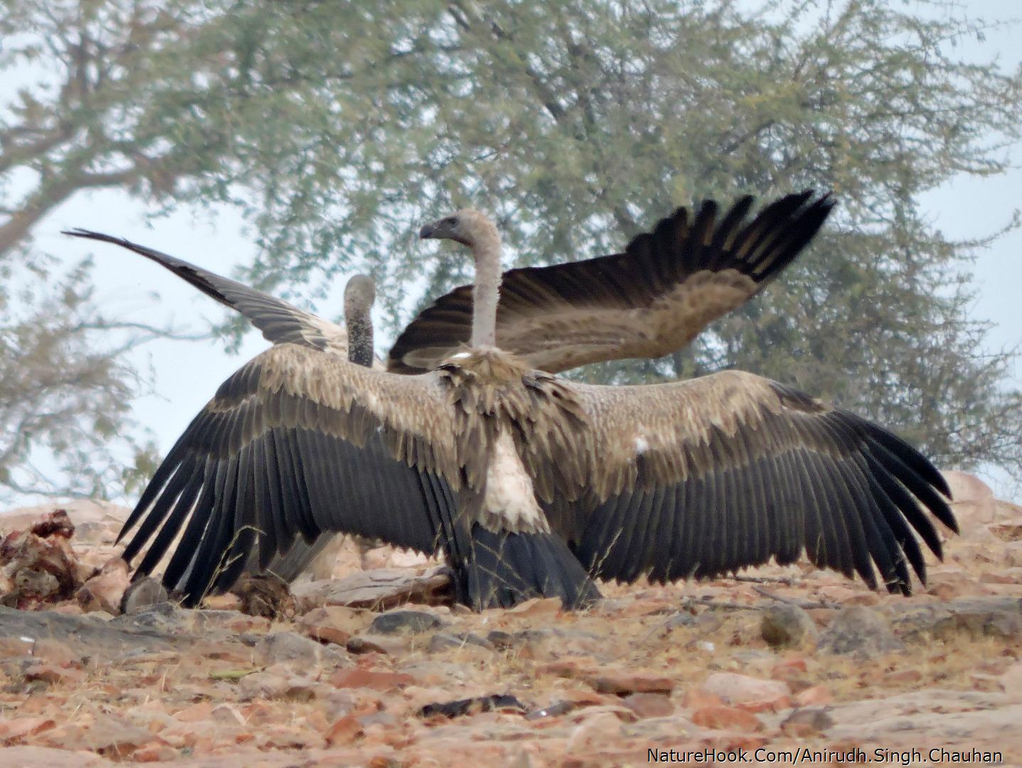 Long-billed Vulture