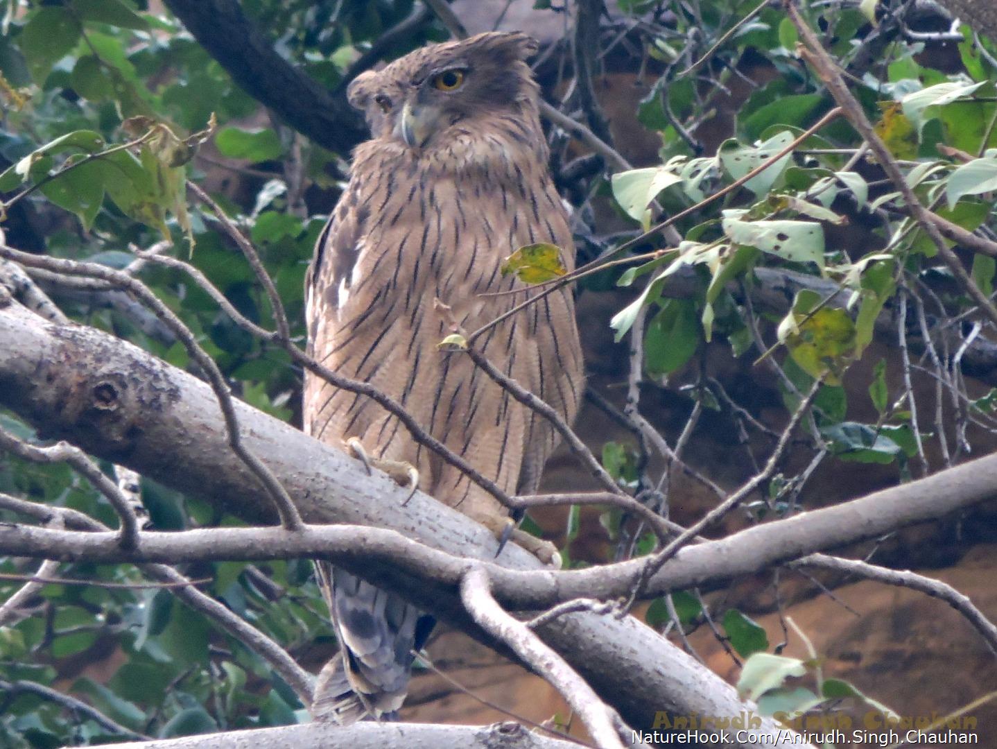 Brown Fish Owl