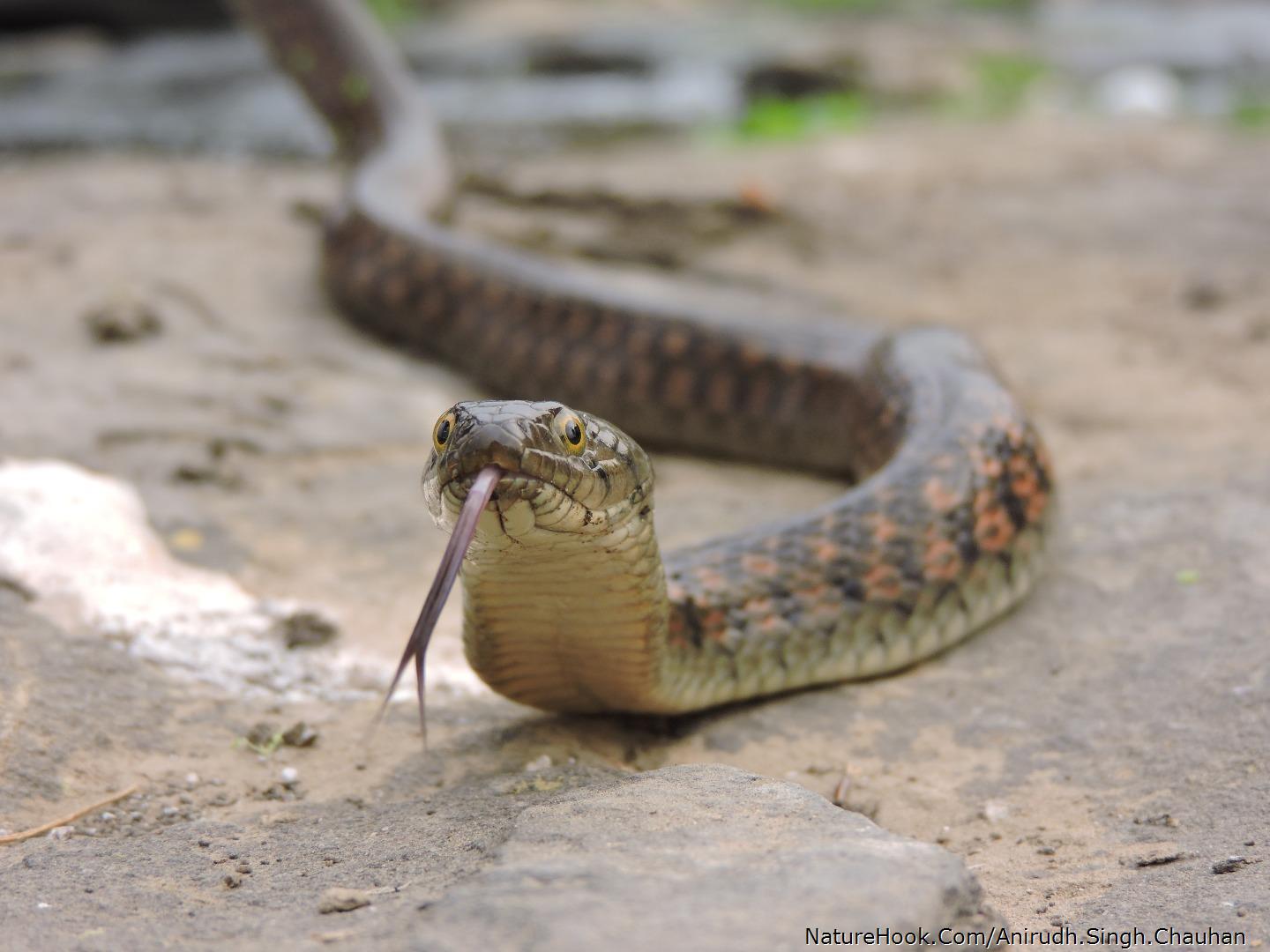 Checkered Keelback..