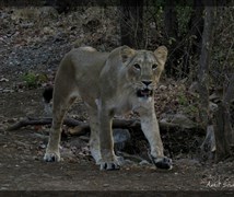 Panthera Leo persica