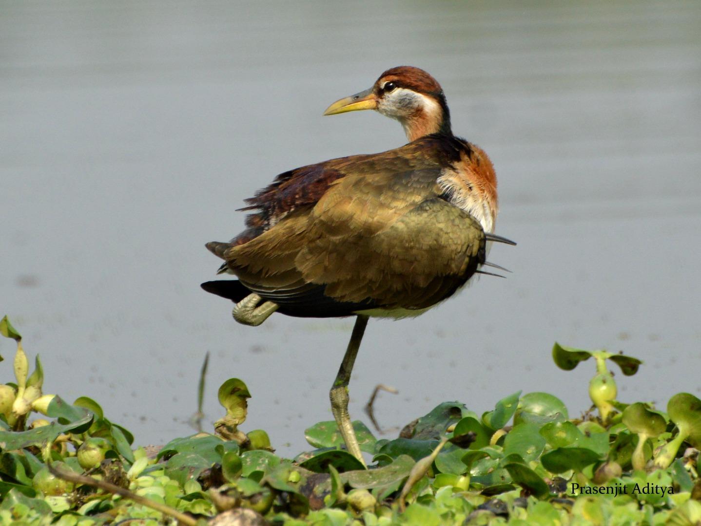 Bornze-Wing's Jacana