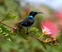 Purple-rumped Sunbird