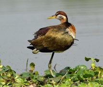 Bornze-Wing's Jacana