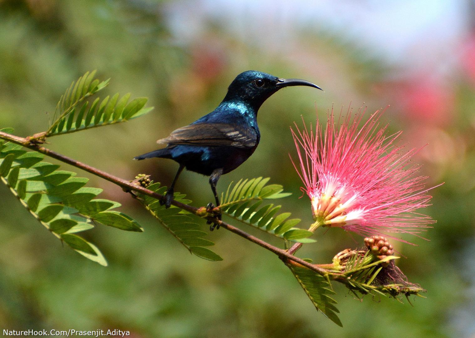 Purple-rumped Sunbird