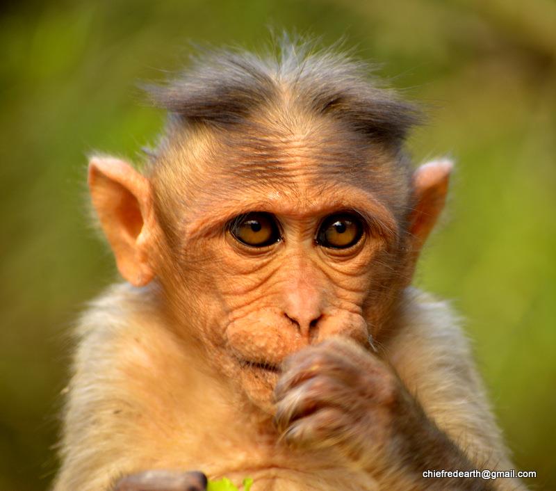 bonnet macaque (Macaca radiata