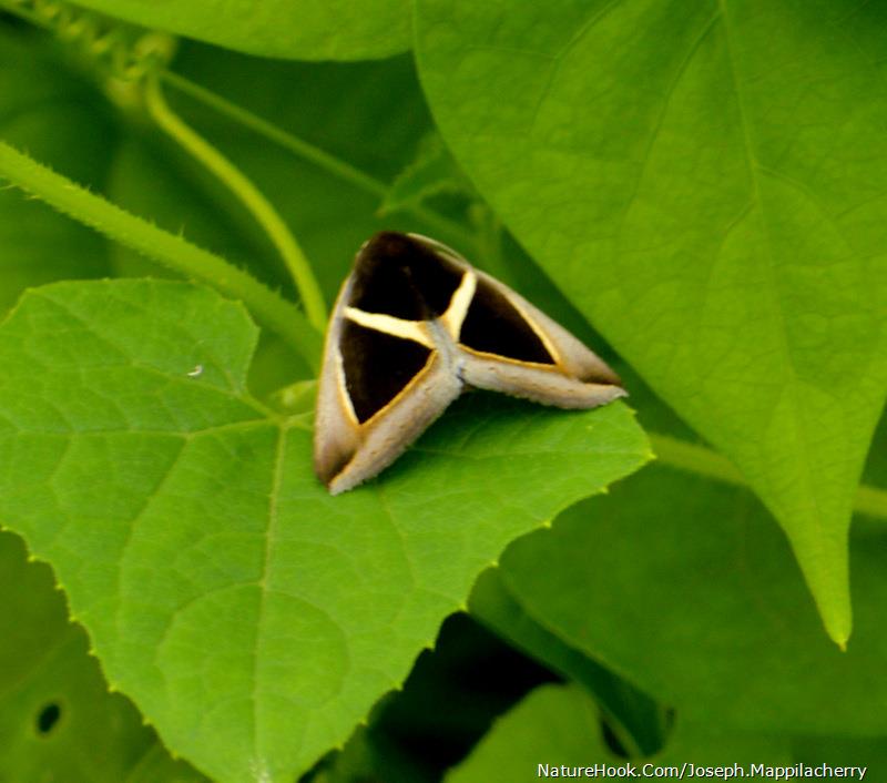 moth (Chalciope mygdon)