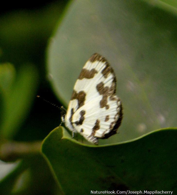 Angled Pierrot (Caleta decidia