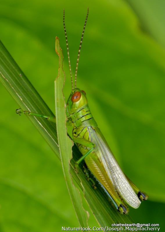 grasshopper