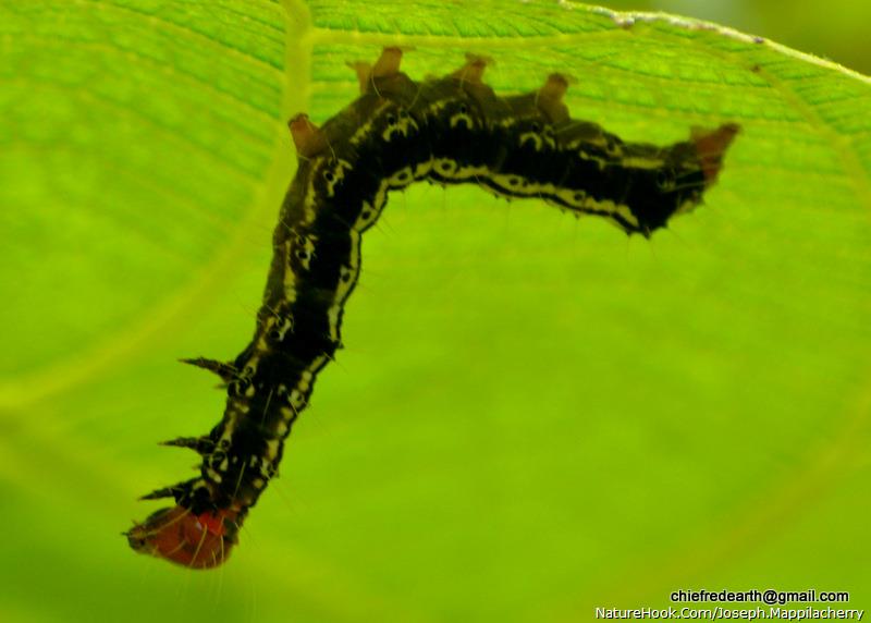 catrpillar