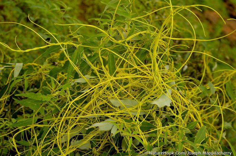 Dodder (Cuscuta chinensis Lam.