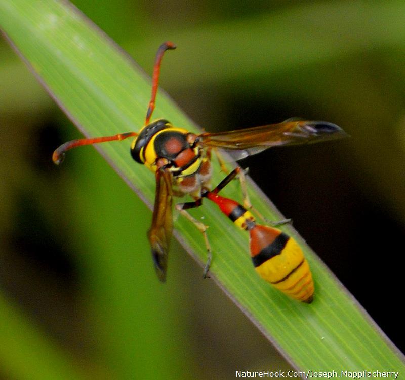 wasp