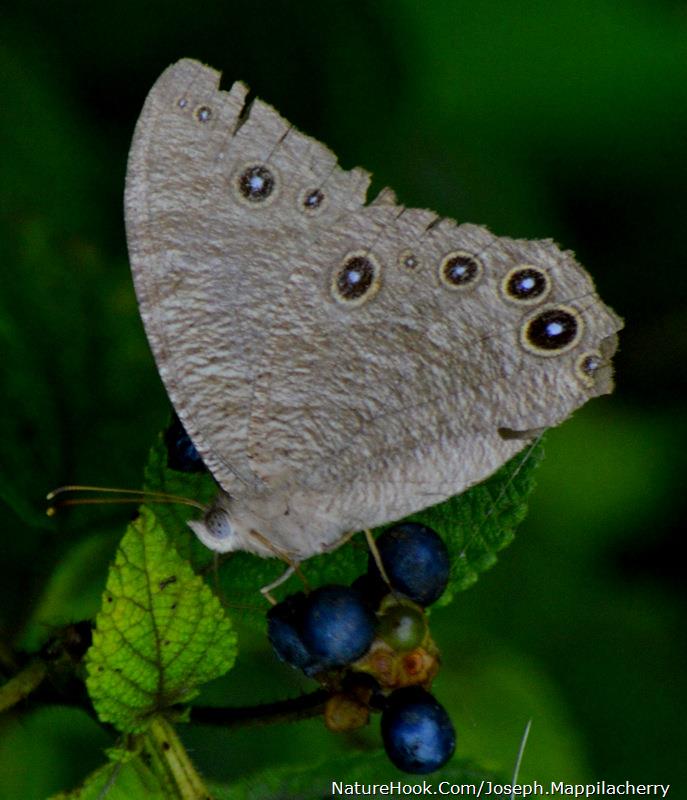 Common Evening Brown (Melaniti