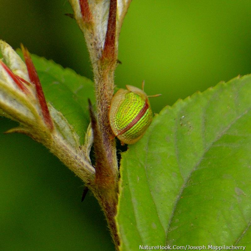 green tortoise beetle