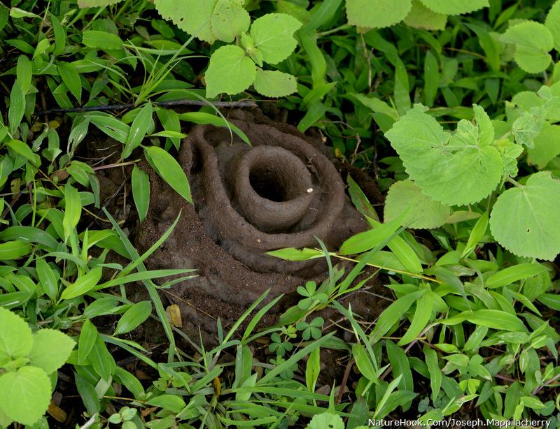 Harvester Ant nest ( formicary