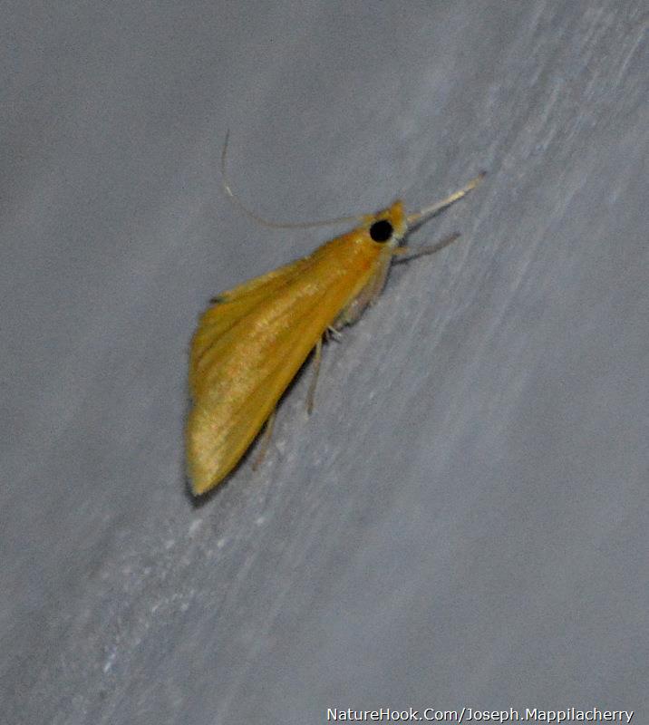 Moth