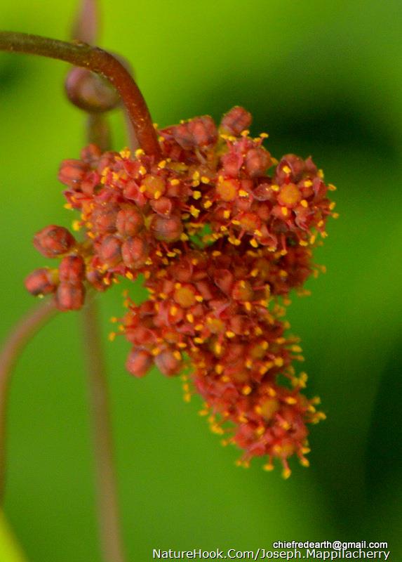 fruits