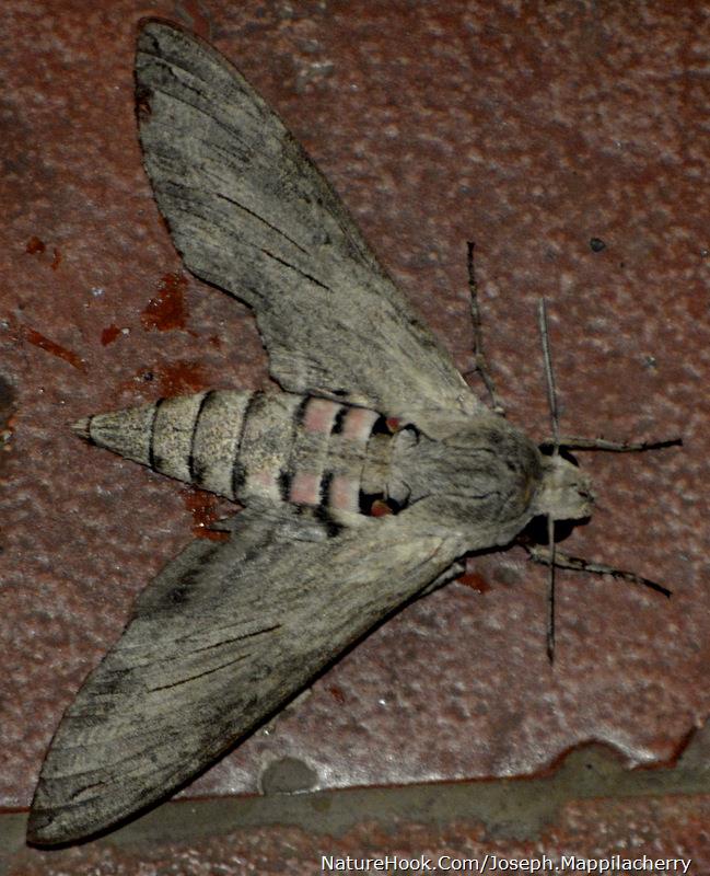 Moth