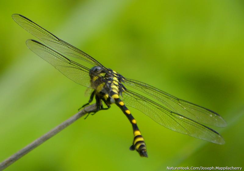 dragonfly