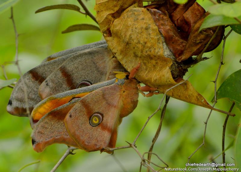 silk moth