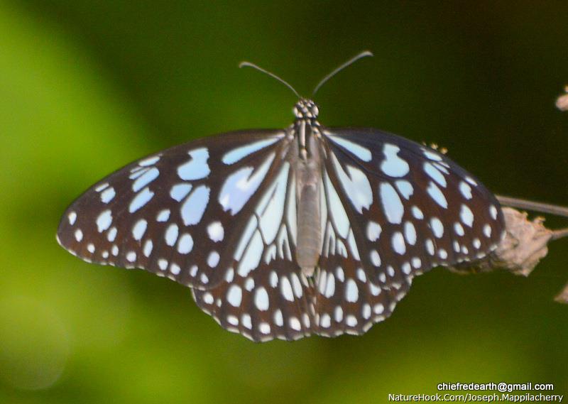 Blue Tiger (Tirumala limniace)