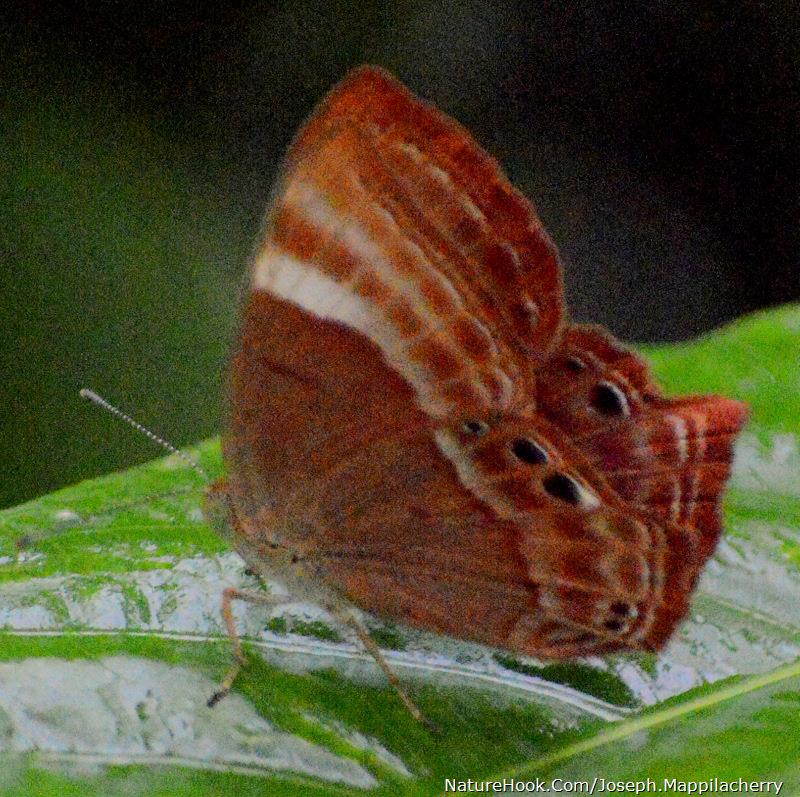 Plum Judy Abisara echerius