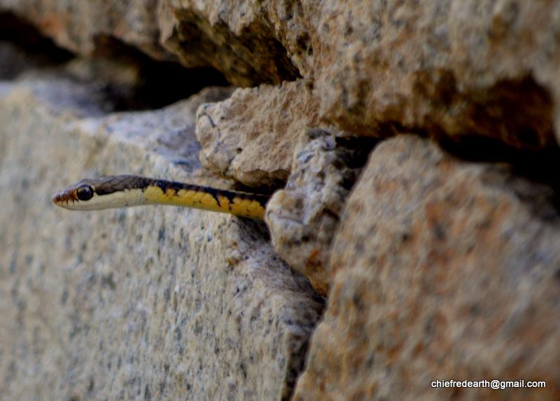 Bronzeback snake (Dendrelaphis