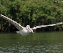 Pelican