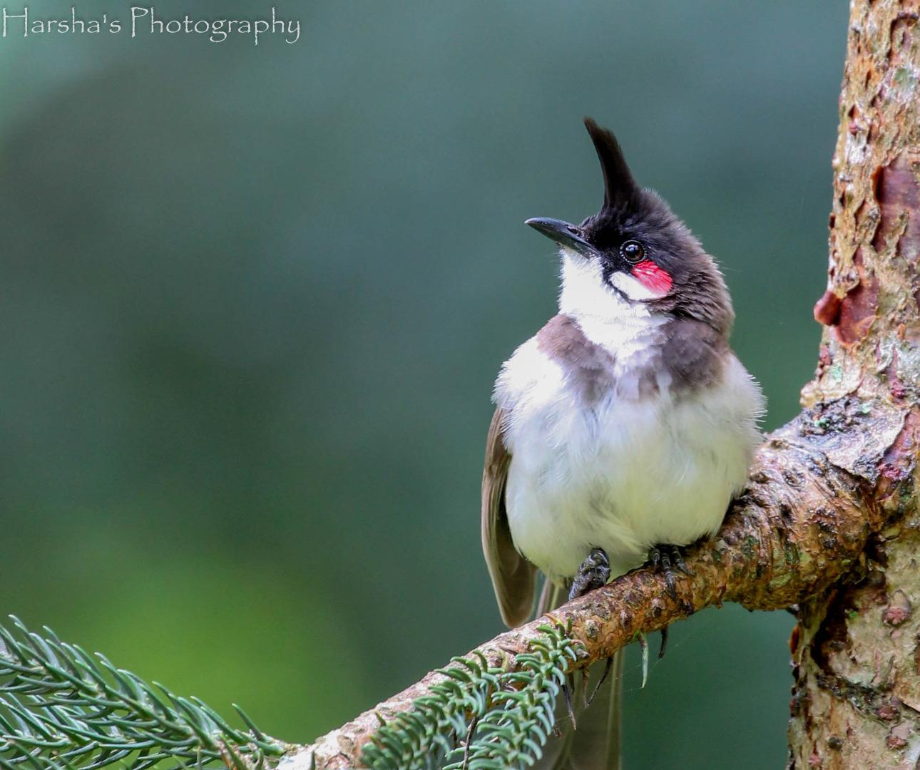 Red Whiskered Bulbul